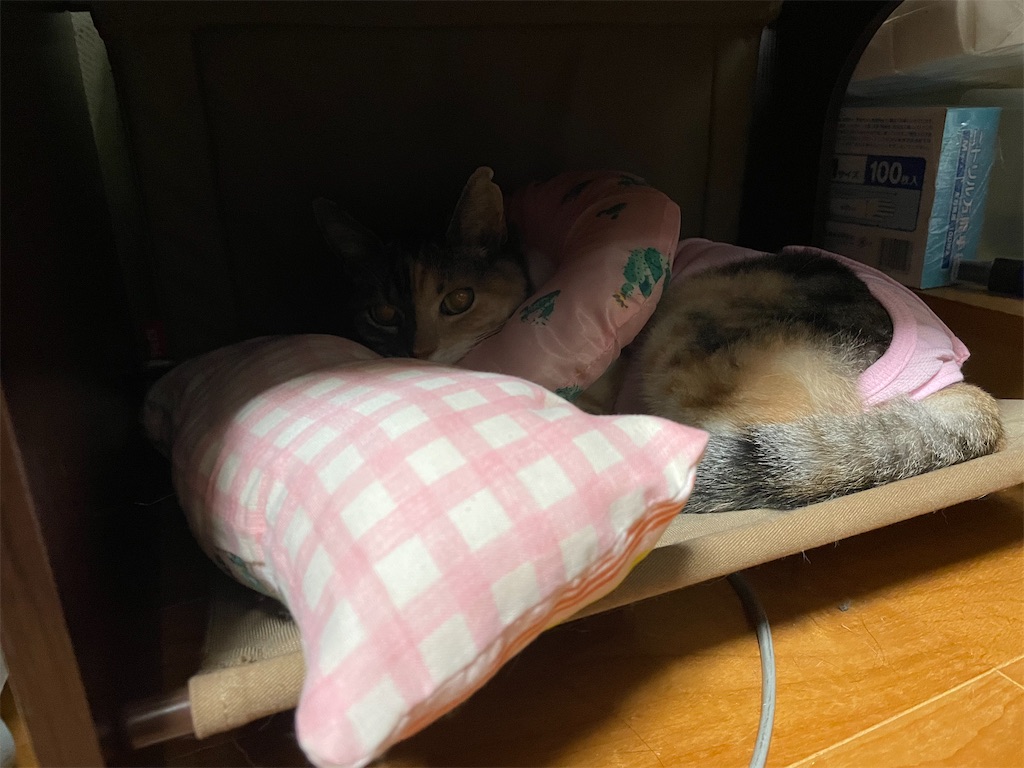 f:id:hiraryo0201:20210926131303j:image