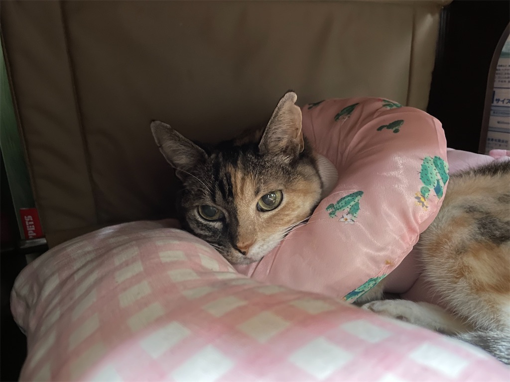 f:id:hiraryo0201:20210926131305j:image