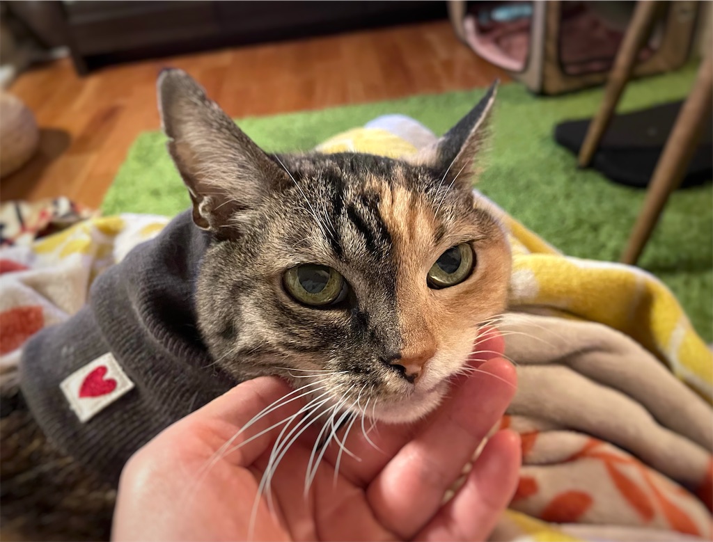 f:id:hiraryo0201:20211002152834j:image f:id:hiraryo0201:20211002152834j:image