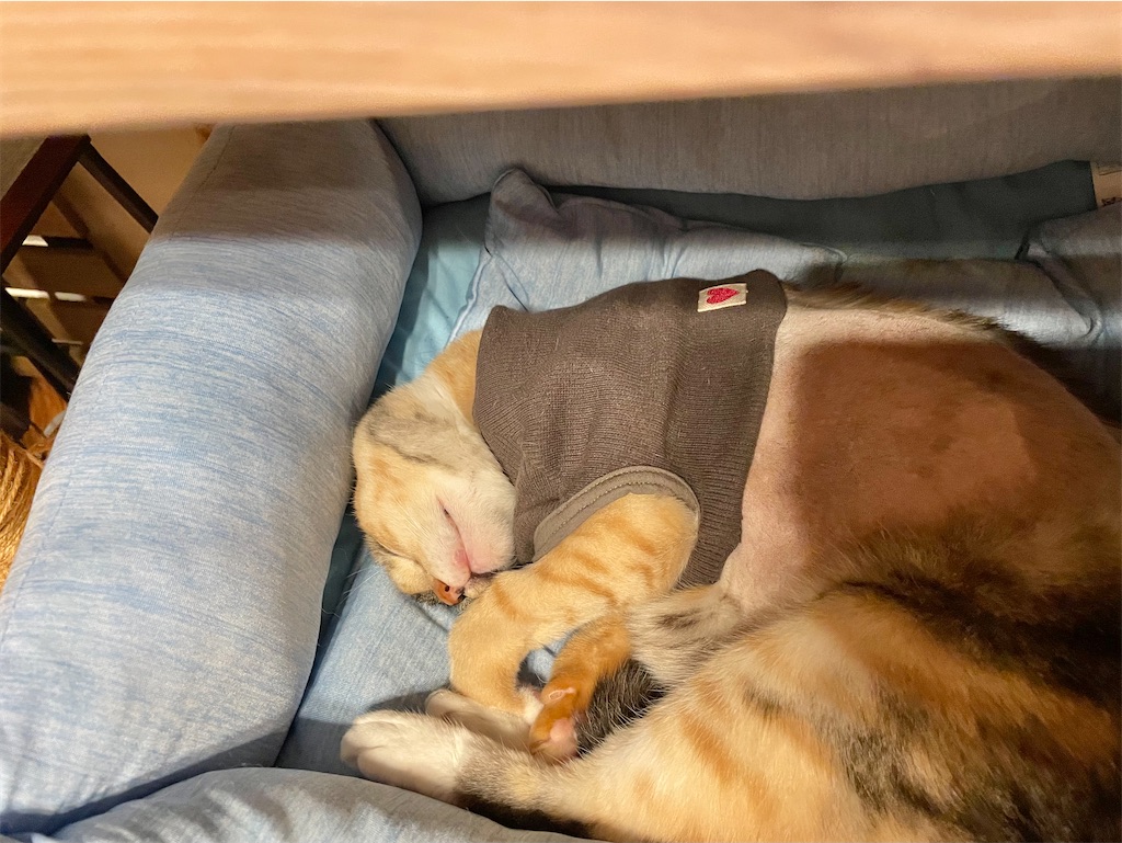 f:id:hiraryo0201:20211002152836j:image f:id:hiraryo0201:20211002152836j:image