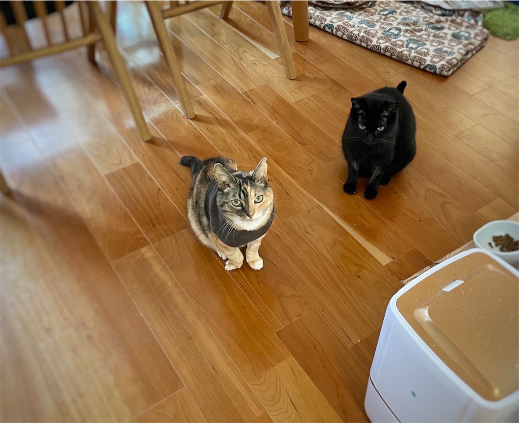 f:id:hiraryo0201:20211004151220j:image f:id:hiraryo0201:20211004151220j:image