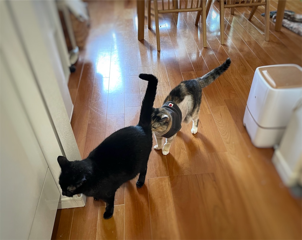 f:id:hiraryo0201:20211004234541j:image f:id:hiraryo0201:20211004234541j:image