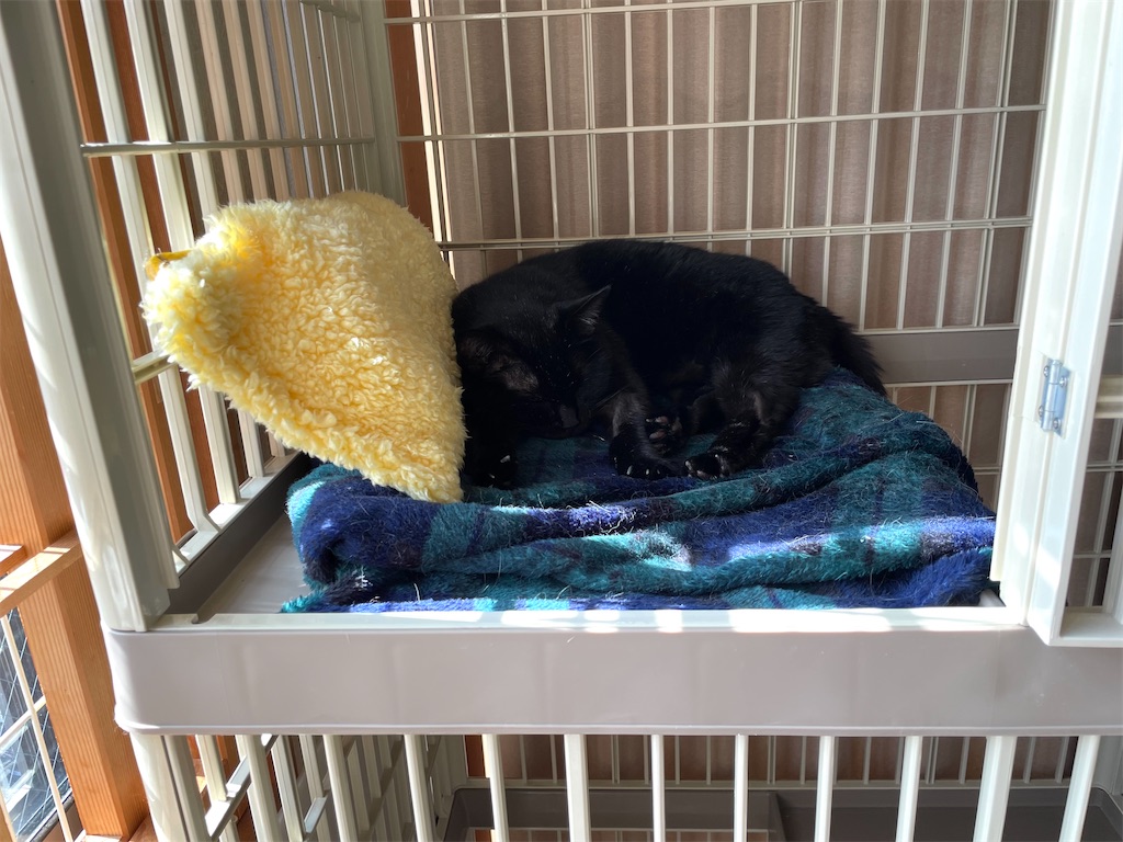 f:id:hiraryo0201:20211008220011j:image