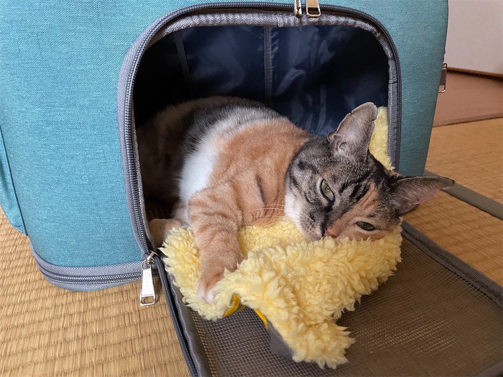 f:id:hiraryo0201:20211008220016j:image