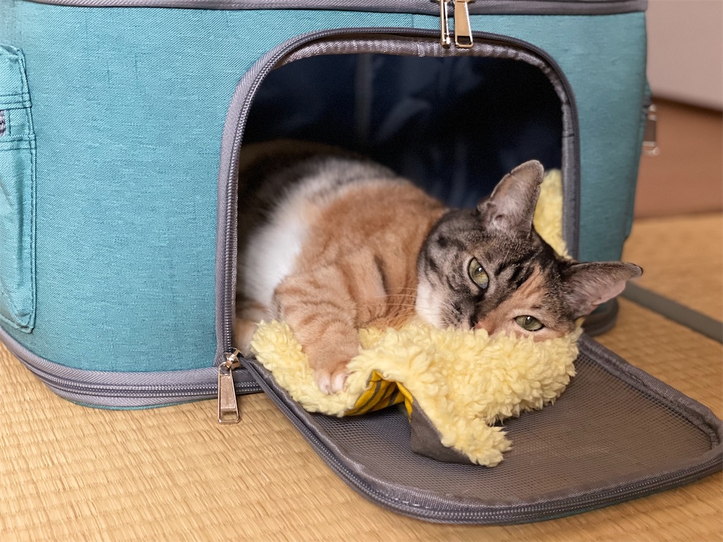 f:id:hiraryo0201:20211008220019j:image