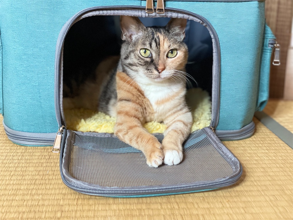 f:id:hiraryo0201:20211008220021j:image