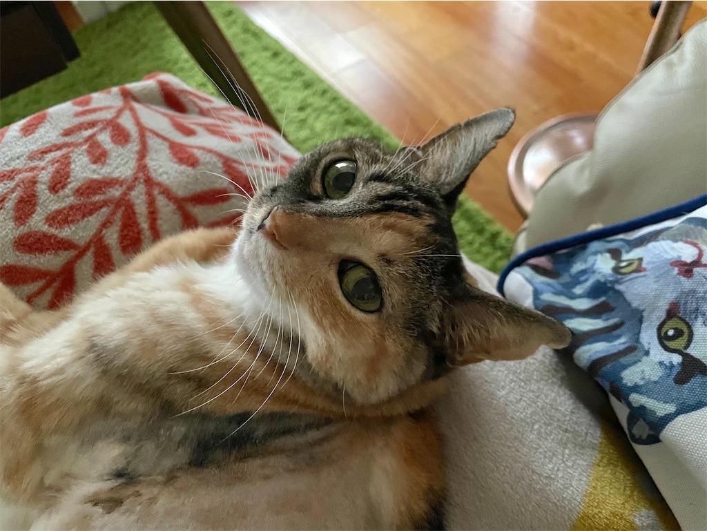 f:id:hiraryo0201:20211017164413j:image