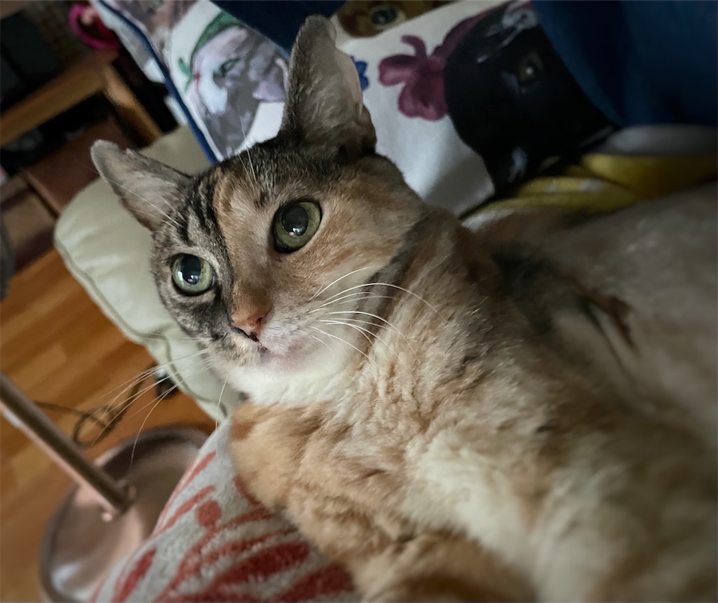 f:id:hiraryo0201:20211017174236j:image