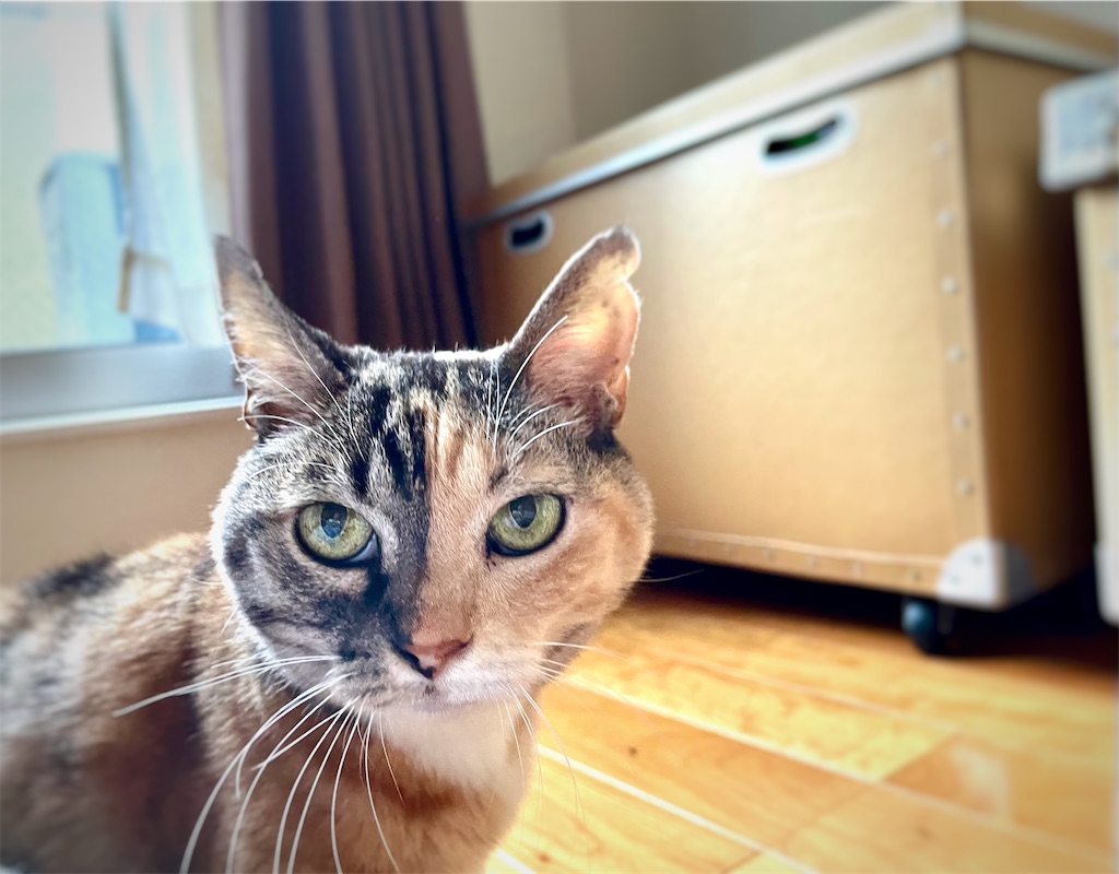 f:id:hiraryo0201:20211110200306j:image f:id:hiraryo0201:20211110200306j:image