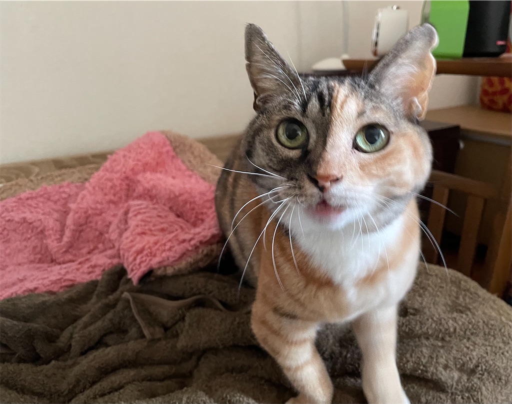 f:id:hiraryo0201:20211110200309j:image f:id:hiraryo0201:20211110200309j:image