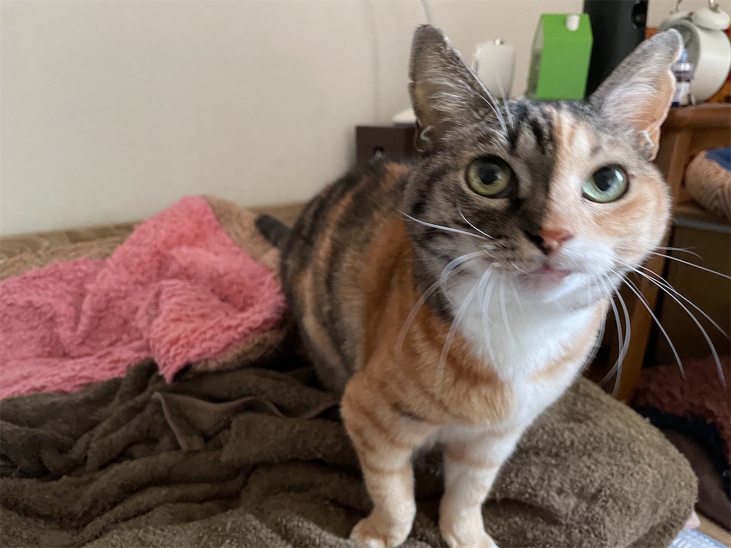 f:id:hiraryo0201:20211110200314j:image f:id:hiraryo0201:20211110200314j:image