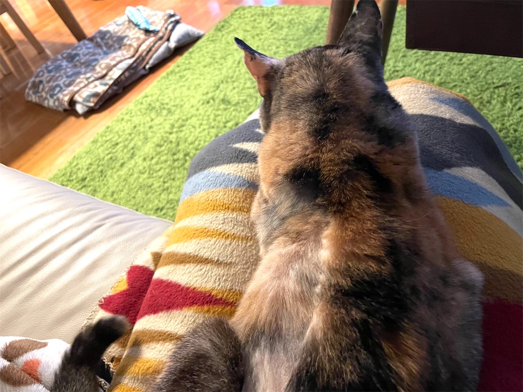 f:id:hiraryo0201:20211110200317j:image f:id:hiraryo0201:20211110200317j:image