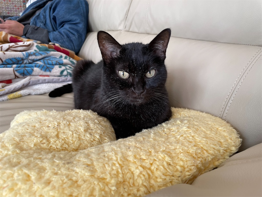 f:id:hiraryo0201:20211114094737j:image