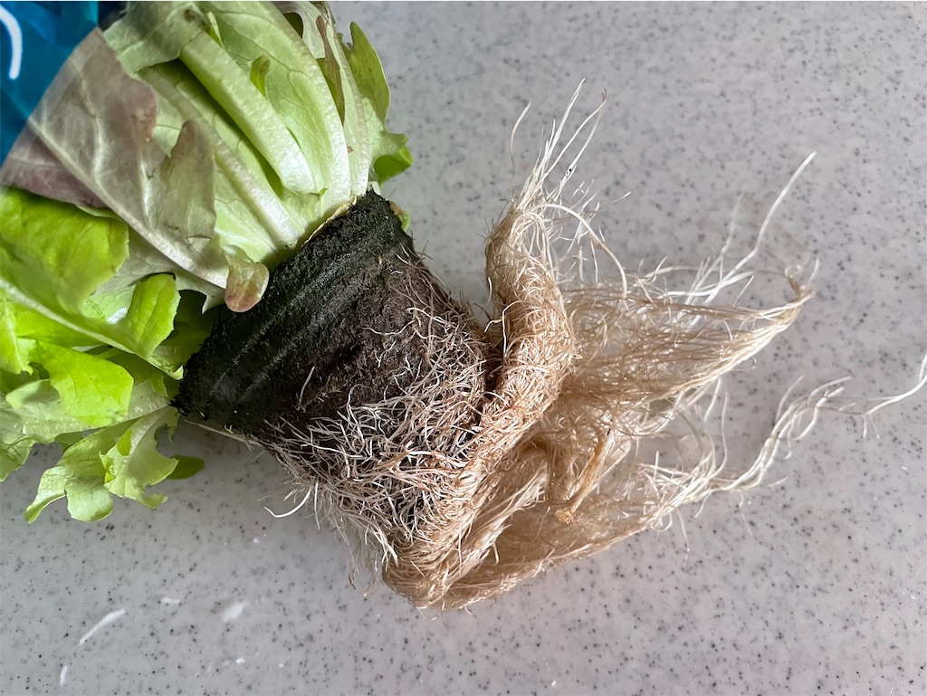 f:id:hiraryo0201:20211114094744j:image