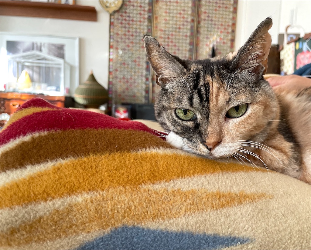 f:id:hiraryo0201:20211114094747j:image