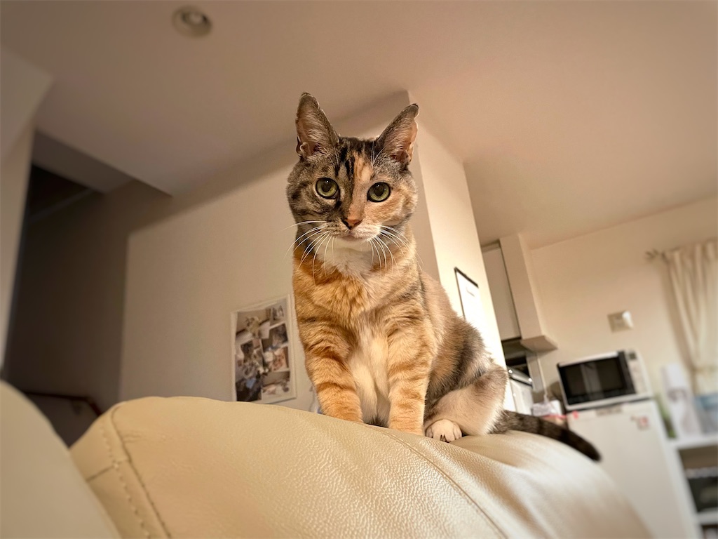 f:id:hiraryo0201:20211121194426j:image f:id:hiraryo0201:20211121194426j:image