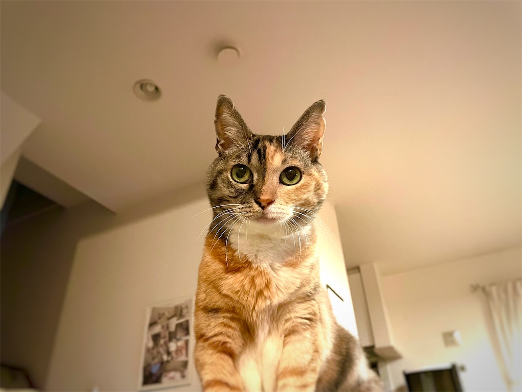 f:id:hiraryo0201:20211121194428j:image f:id:hiraryo0201:20211121194428j:image