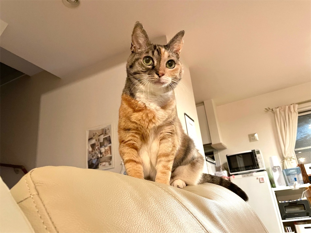 f:id:hiraryo0201:20211121194430j:image f:id:hiraryo0201:20211121194430j:image