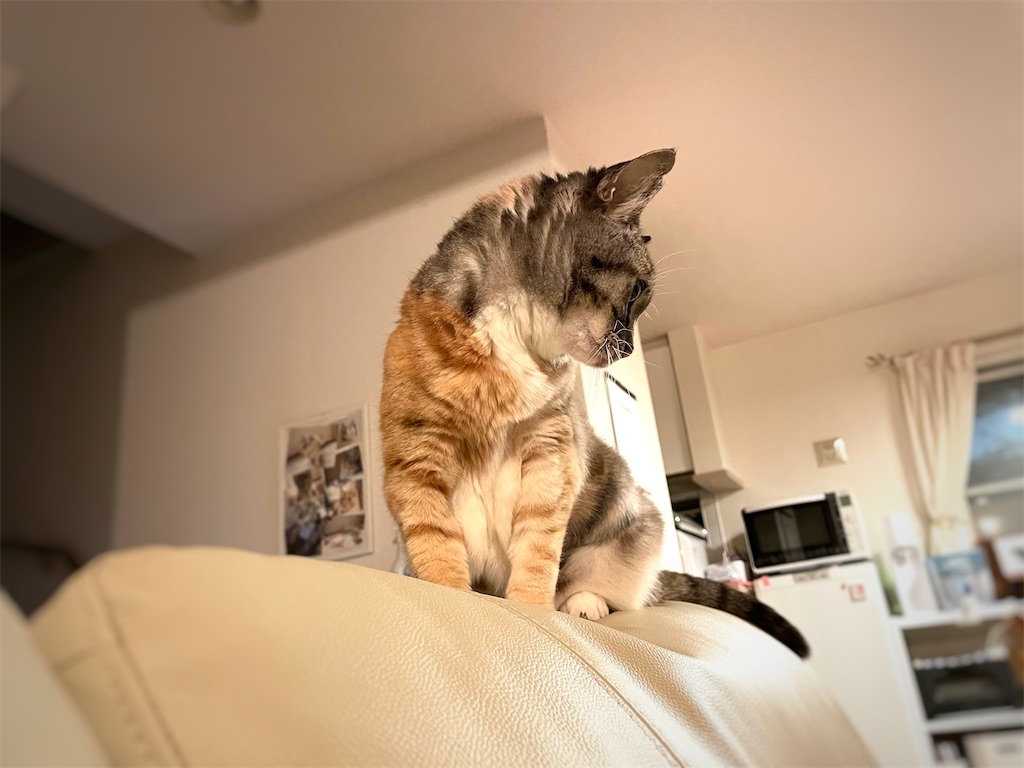 f:id:hiraryo0201:20211121194435j:image f:id:hiraryo0201:20211121194435j:image