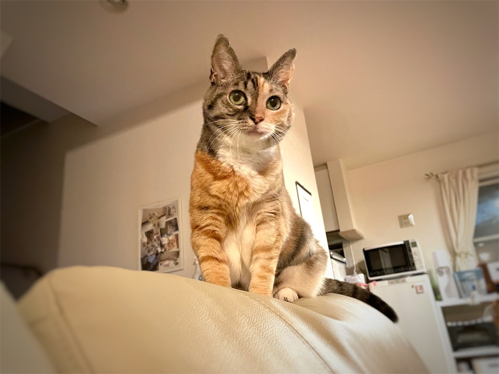 f:id:hiraryo0201:20211121194437j:image f:id:hiraryo0201:20211121194437j:image