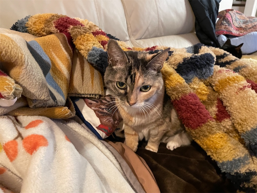 f:id:hiraryo0201:20211123221205j:image f:id:hiraryo0201:20211123221205j:image