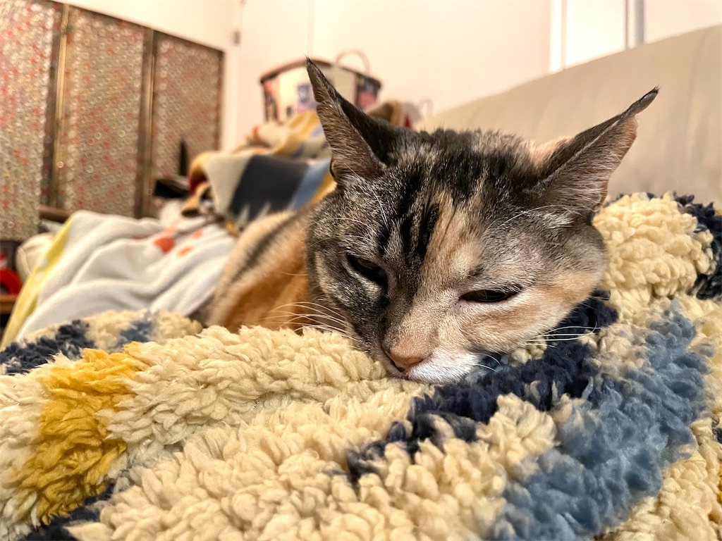 f:id:hiraryo0201:20211123221510j:image f:id:hiraryo0201:20211123221510j:image