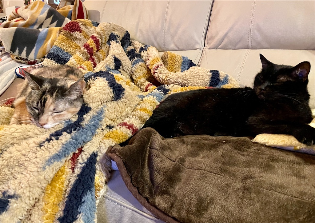 f:id:hiraryo0201:20211123221519j:image f:id:hiraryo0201:20211123221519j:image