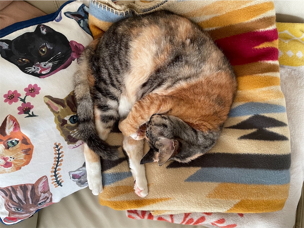 f:id:hiraryo0201:20211128113834j:image f:id:hiraryo0201:20211128113834j:image