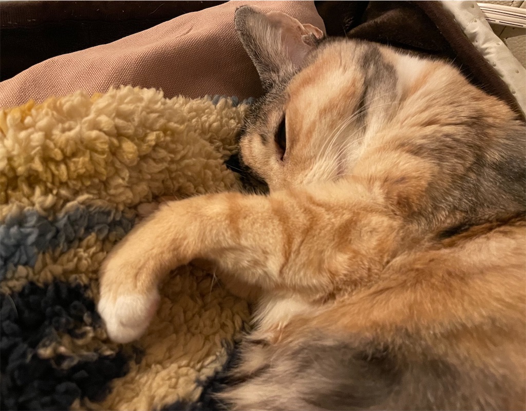 f:id:hiraryo0201:20211128113900j:image f:id:hiraryo0201:20211128113900j:image