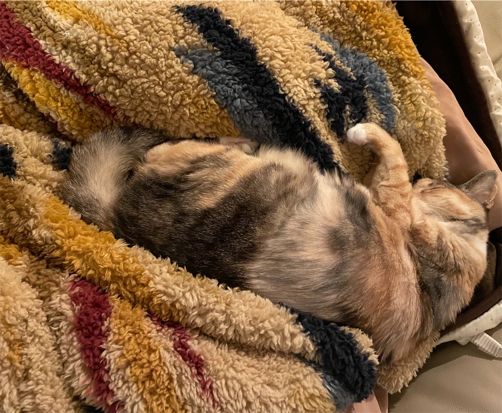 f:id:hiraryo0201:20211128113949j:image f:id:hiraryo0201:20211128113949j:image