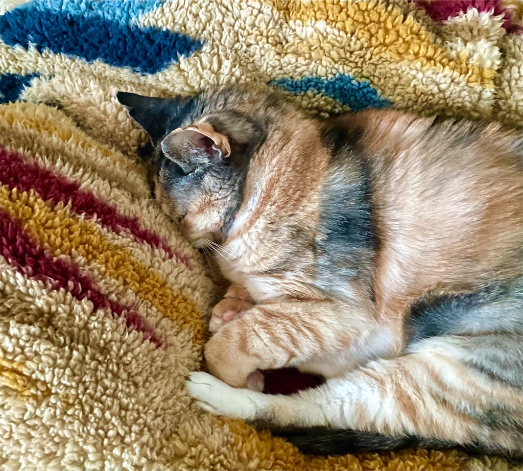 f:id:hiraryo0201:20211204083700j:image f:id:hiraryo0201:20211204083700j:image