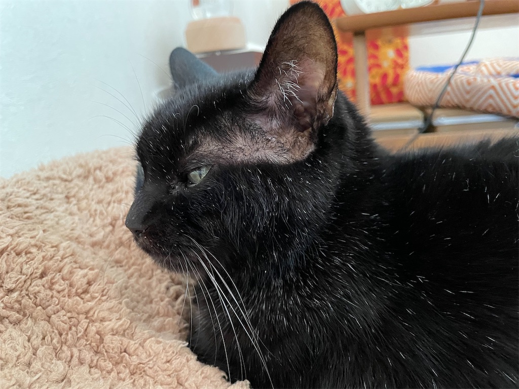 f:id:hiraryo0201:20211204113310j:image