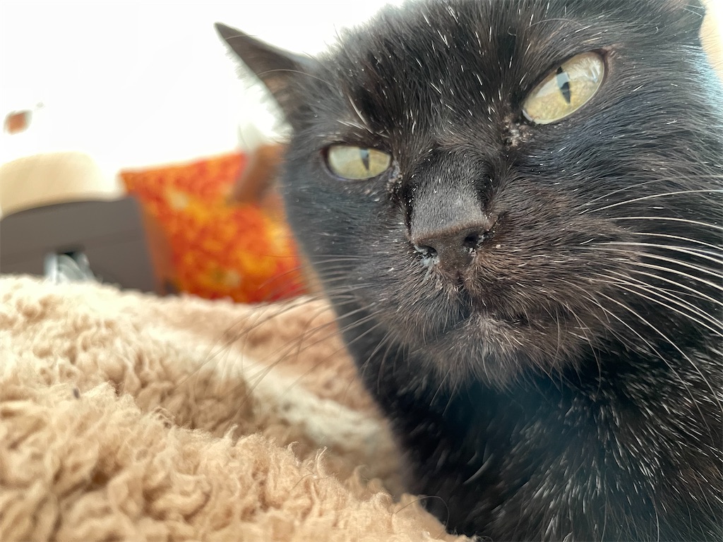 f:id:hiraryo0201:20211204141946j:image f:id:hiraryo0201:20211204141946j:image