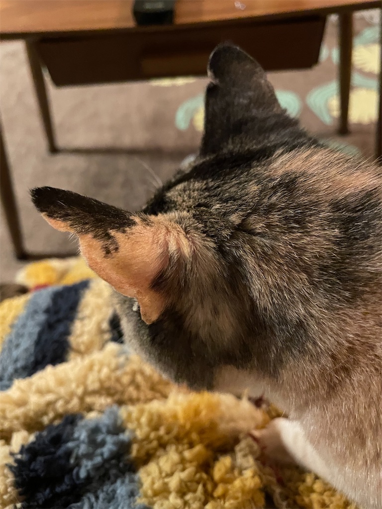 f:id:hiraryo0201:20211204173329j:image f:id:hiraryo0201:20211204173329j:image