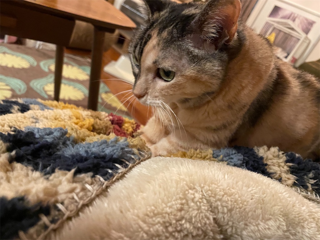 f:id:hiraryo0201:20211204173331j:image f:id:hiraryo0201:20211204173331j:image