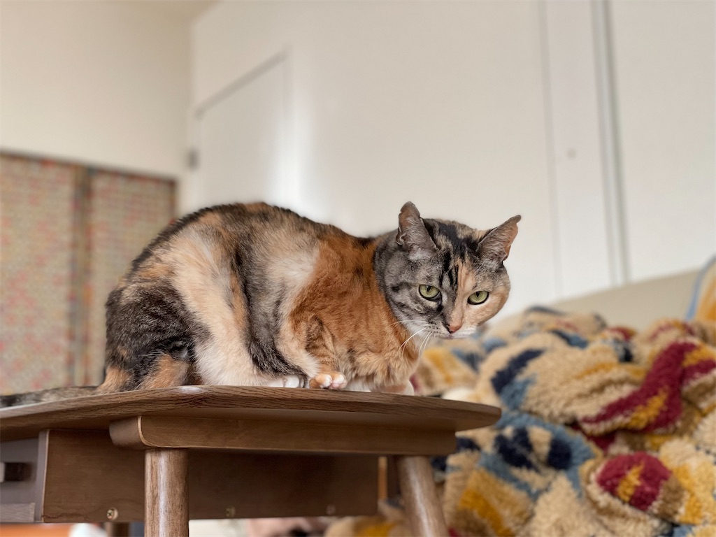 f:id:hiraryo0201:20211213073652j:image f:id:hiraryo0201:20211213073652j:image