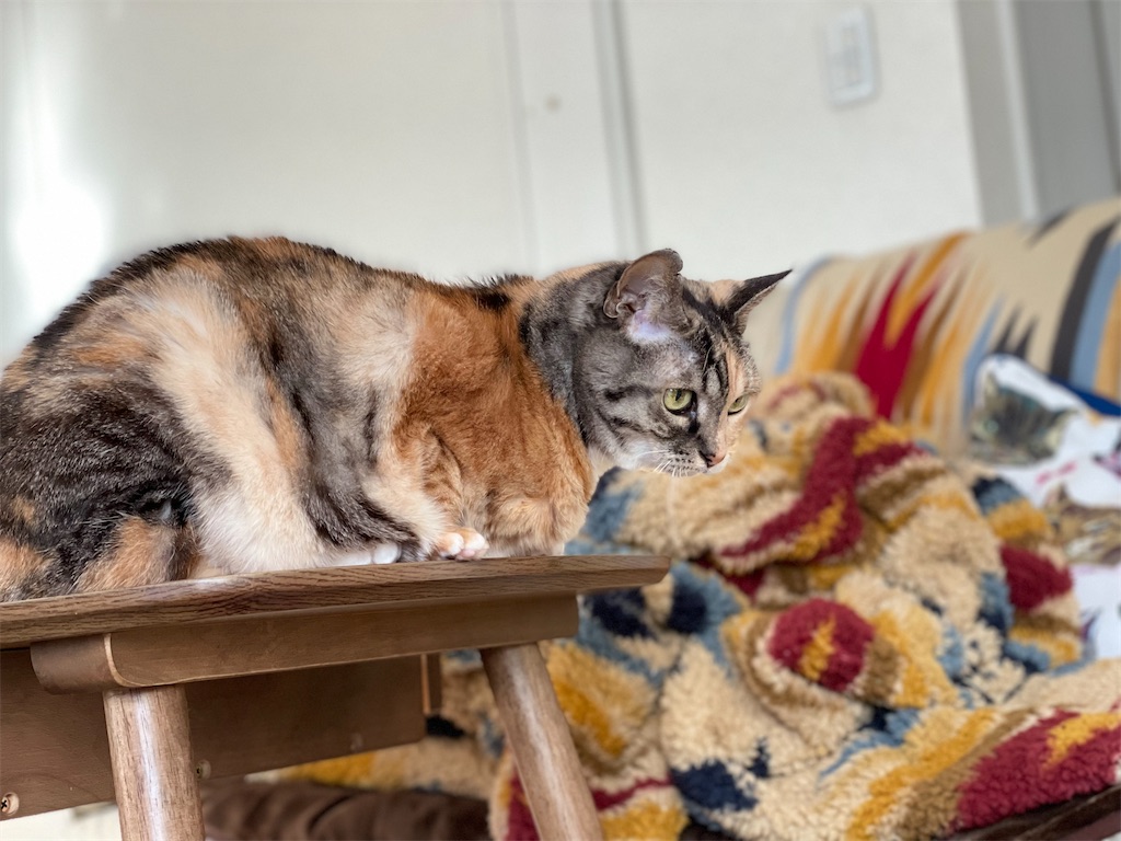 f:id:hiraryo0201:20211213073700j:image f:id:hiraryo0201:20211213073700j:image