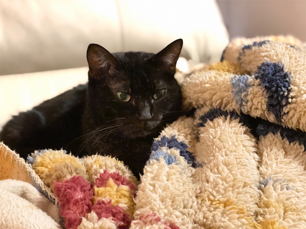 f:id:hiraryo0201:20211226120047j:image