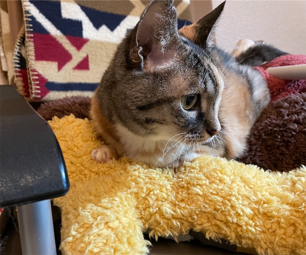 f:id:hiraryo0201:20211229205209j:image f:id:hiraryo0201:20211229205209j:image