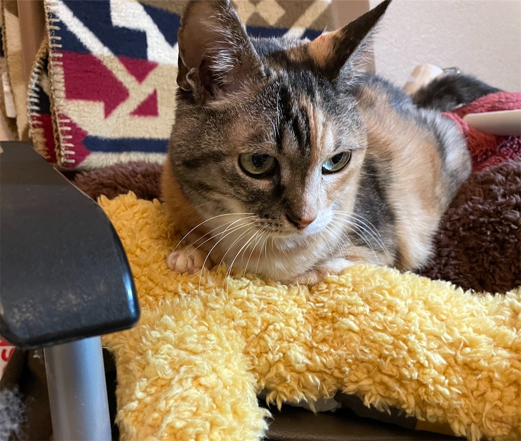 f:id:hiraryo0201:20211229205212j:image f:id:hiraryo0201:20211229205212j:image