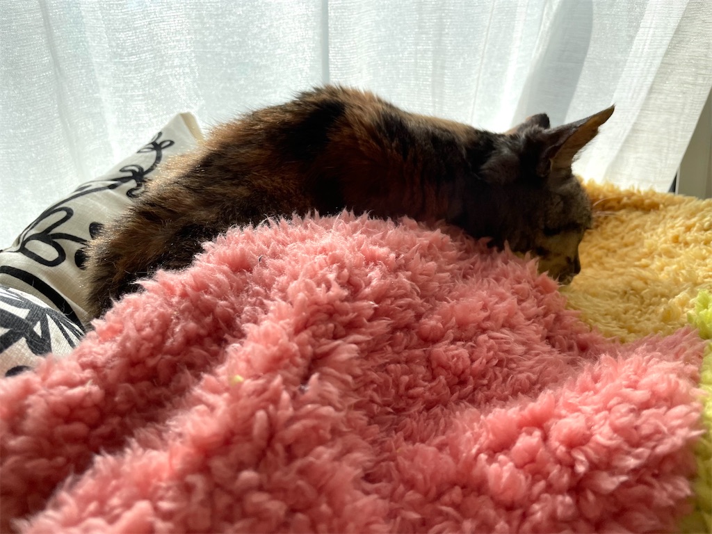 f:id:hiraryo0201:20211230131808j:image f:id:hiraryo0201:20211230131808j:image