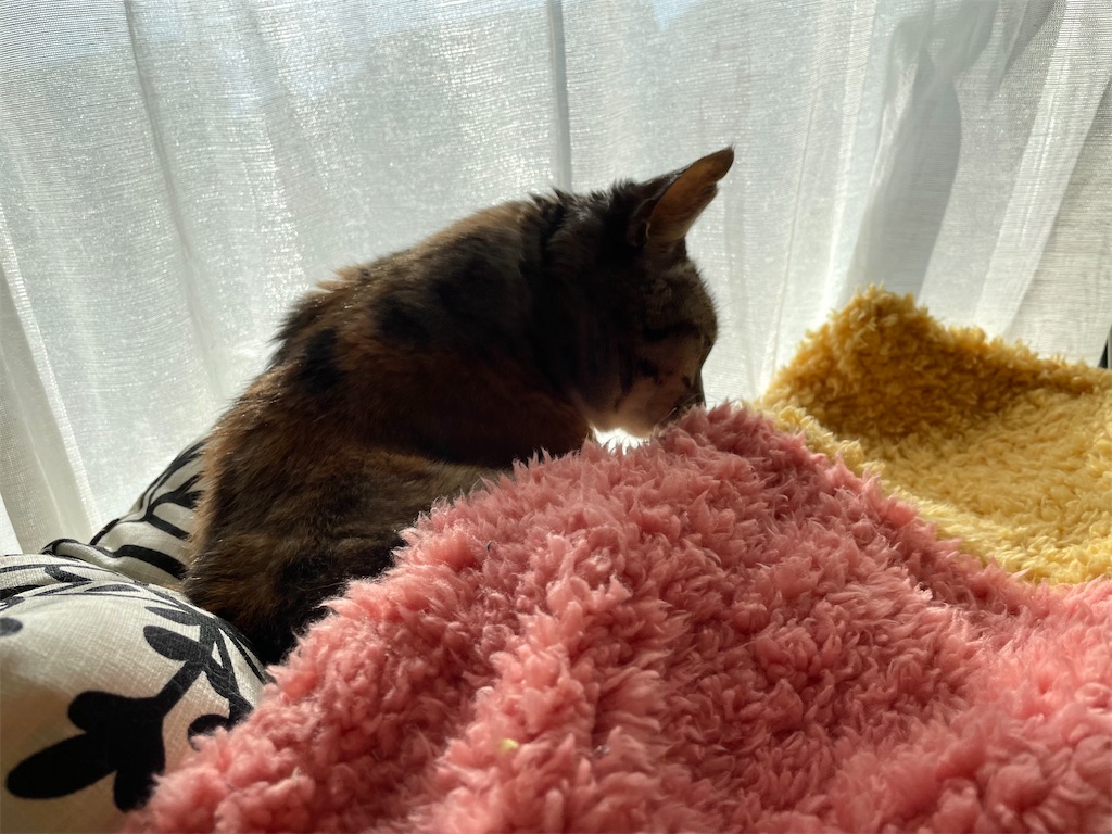 f:id:hiraryo0201:20211230131811j:image f:id:hiraryo0201:20211230131811j:image