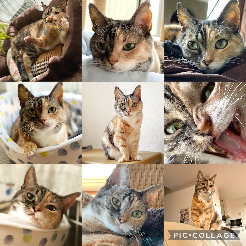 f:id:hiraryo0201:20211231161447j:image f:id:hiraryo0201:20211231161447j:image