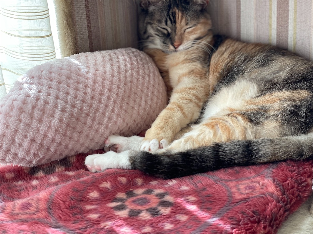 f:id:hiraryo0201:20220103095736j:image f:id:hiraryo0201:20220103095736j:image