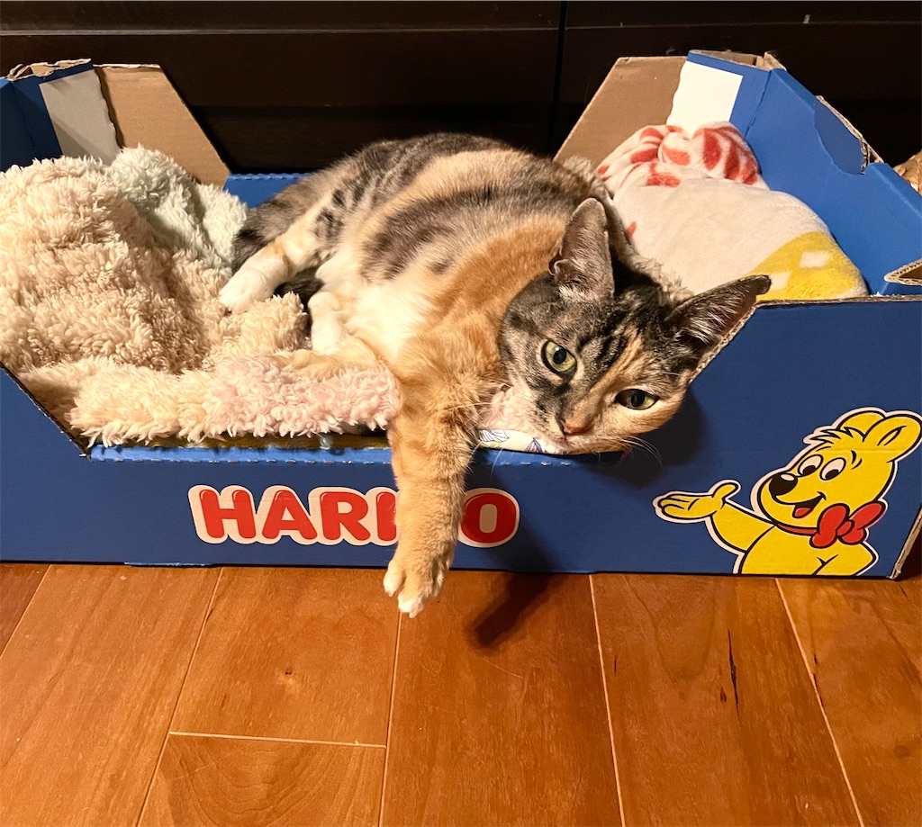 f:id:hiraryo0201:20220113122218j:image