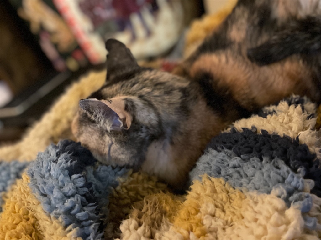 f:id:hiraryo0201:20220129191523j:image f:id:hiraryo0201:20220129191523j:image