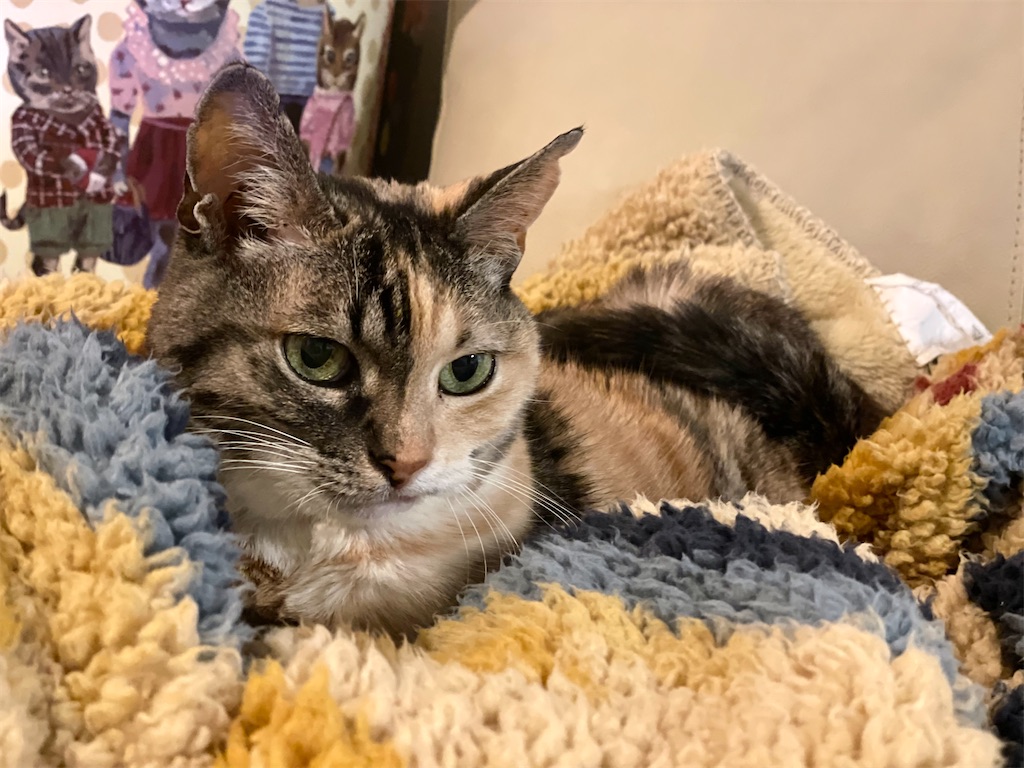 f:id:hiraryo0201:20220130115511j:image