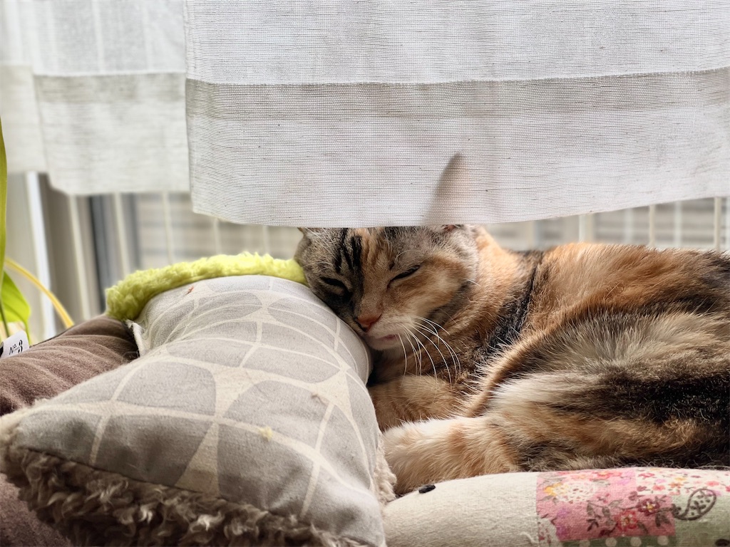 f:id:hiraryo0201:20220130223231j:image f:id:hiraryo0201:20220130223231j:image