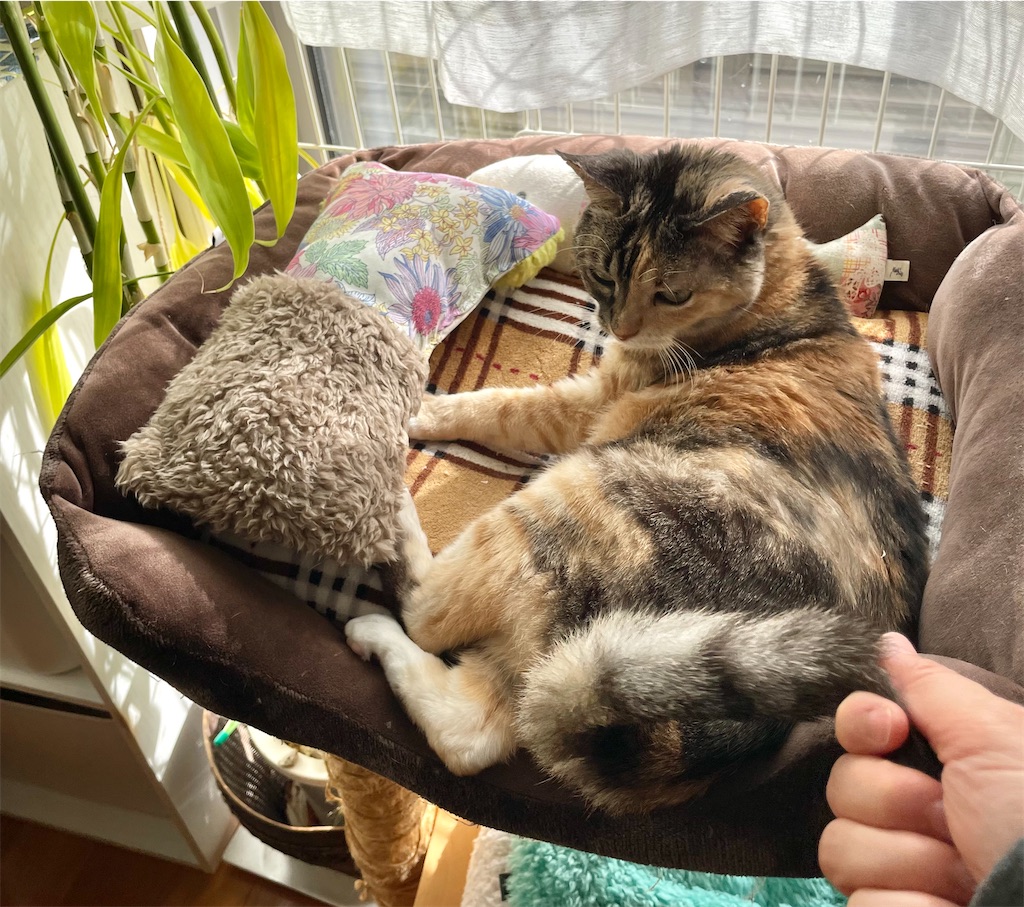 f:id:hiraryo0201:20220202135507j:image