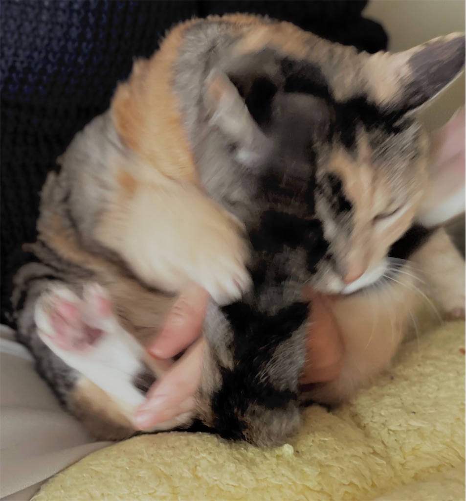 f:id:hiraryo0201:20220205194933j:image f:id:hiraryo0201:20220205194933j:image